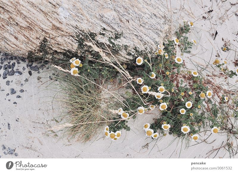 Pale beauty Nature Elements Sand Summer Flower Grass North Sea Esthetic Beach Stone Marram grass Pallid Decoration Blossom Denmark Chamomile wallflower