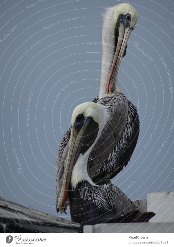 pelicans Exotic Vacation & Travel Tourism Adventure Far-off places Beach Ocean Island Nature Animal Animal face Wing 2 Sleep Beautiful Blue Contentment