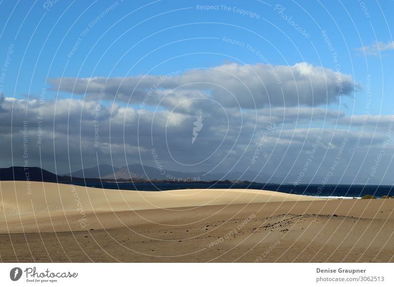 Sand dunes on Fuerteventura Spain Lifestyle Vacation & Travel Summer Beach Environment Nature Landscape Animal Climate Beautiful weather Wind Park Ocean Island