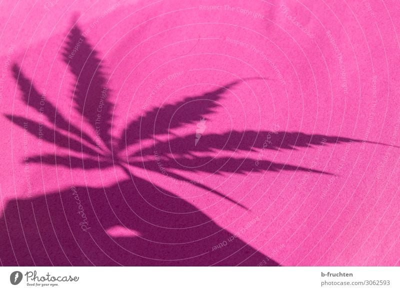 shadowy existence Alternative medicine Plant Leaf Agricultural crop Sign Utilize Touch To hold on Fresh Pink Bans Cannabis Intoxicant Medication Drug addiction