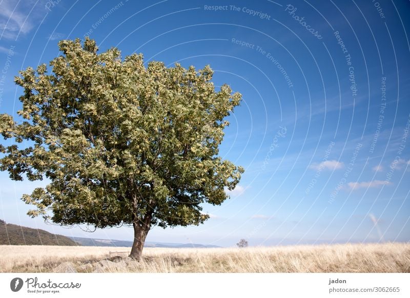 the tree in autumn. Nature Landscape Plant Sky Horizon Autumn Beautiful weather Tree Grass Field Deserted Old Esthetic Power Wanderlust Calm Environment