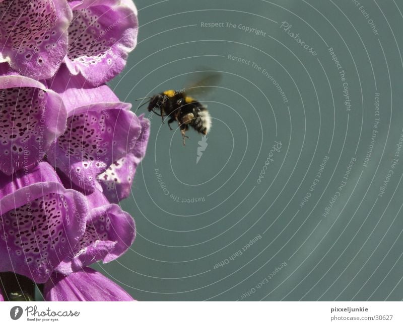 Flower gate to honey Bee Blossom Honey