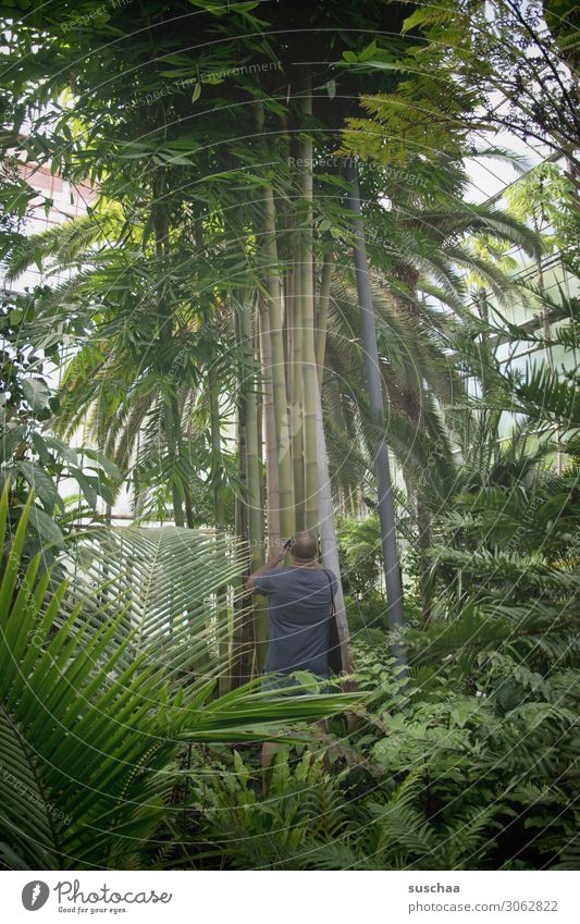 jungles Virgin forest Botany Botanical gardens Horticulture Greenhouse Plant Tree Palm tree Leaf palm garden Interior shot Tree trunk Large Exotic Man