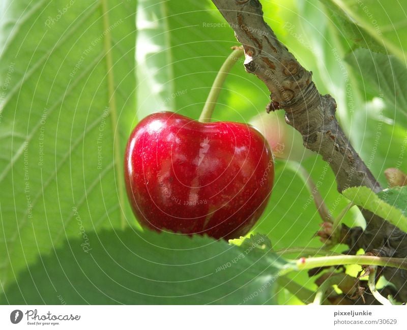 cherries Tree niches Cherry tree