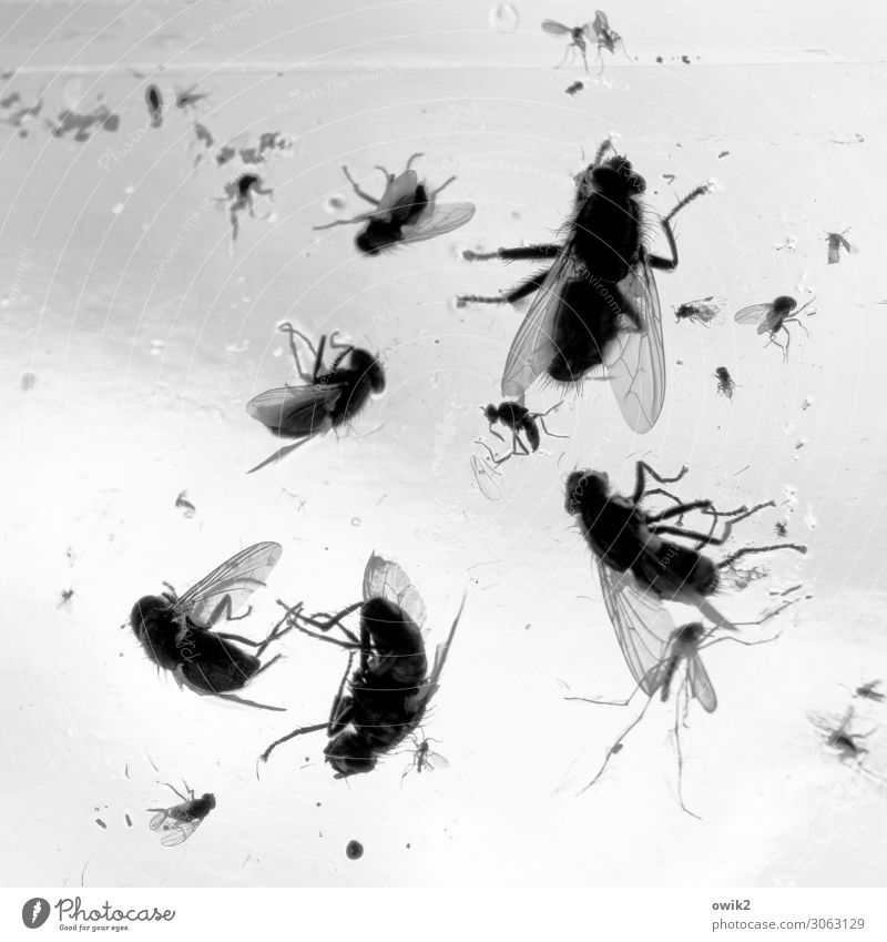 cemetery of cuddly toys Window Fly Flytrap Insect destroyer Glass To dry up Disgust Many Bizarre Death Decline Transience Lose Stick Black & white photo