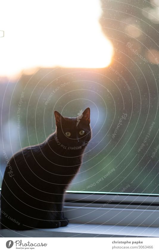 Black cat at backlit window Cat Window Back-light Looking into the camera Animal Pet Animal portrait Interior shot Animal face Cute Pelt Domestic cat Cat eyes