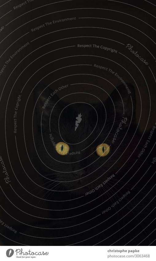instant Pet Cat Animal face 1 Curiosity Cat eyes Domestic cat Cat's head Looking Observe Black Colour photo Deserted Copy Space left Copy Space right