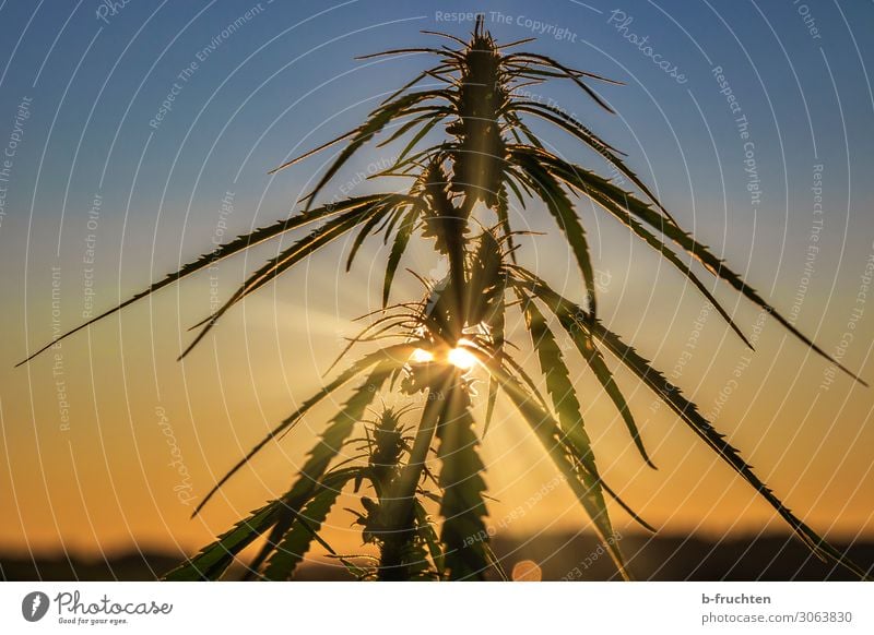 Hemp plant in twilight Plant Leaf Observe Elegant Free Society Politics and state Cannabis Intoxicant Dusk Dawn hemp plant Medication Agricultural crop Economy