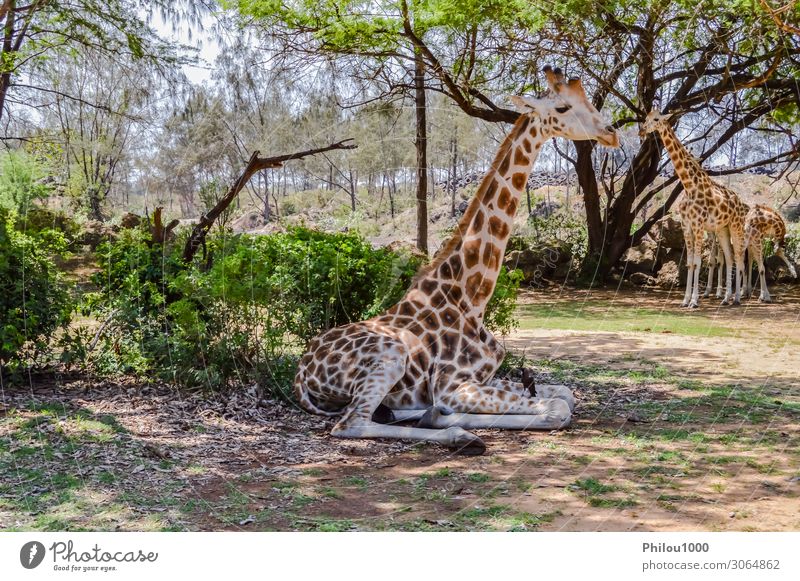 Giraffe sitting in Haller Park near Mombasa Beautiful Safari Financial institution Baby Mother Adults Environment Nature Animal Earth Coast Bird Kissing Dirty