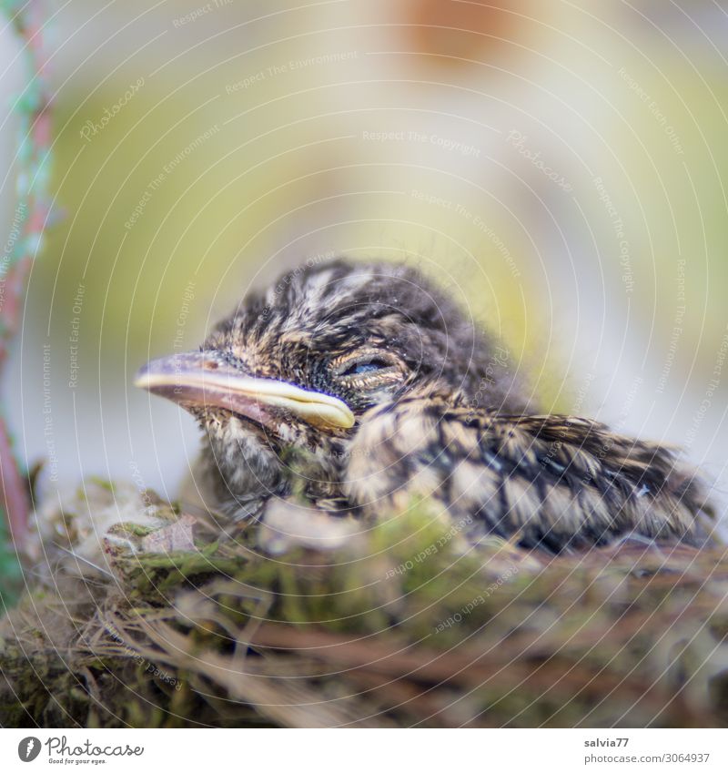 nest stool Environment Nature Garden Animal Wild animal Bird Animal face Beak Chick Old world warbler 1 Wait Small Nest Sleep Colour photo Exterior shot