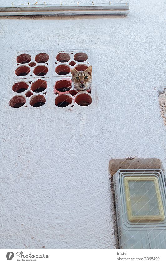 Lost l in the tube Wall (barrier) Wall (building) Facade Animal Pet Cat Hang Exceptional Safety Protection Curiosity Surprise Fear Horror Fear of death