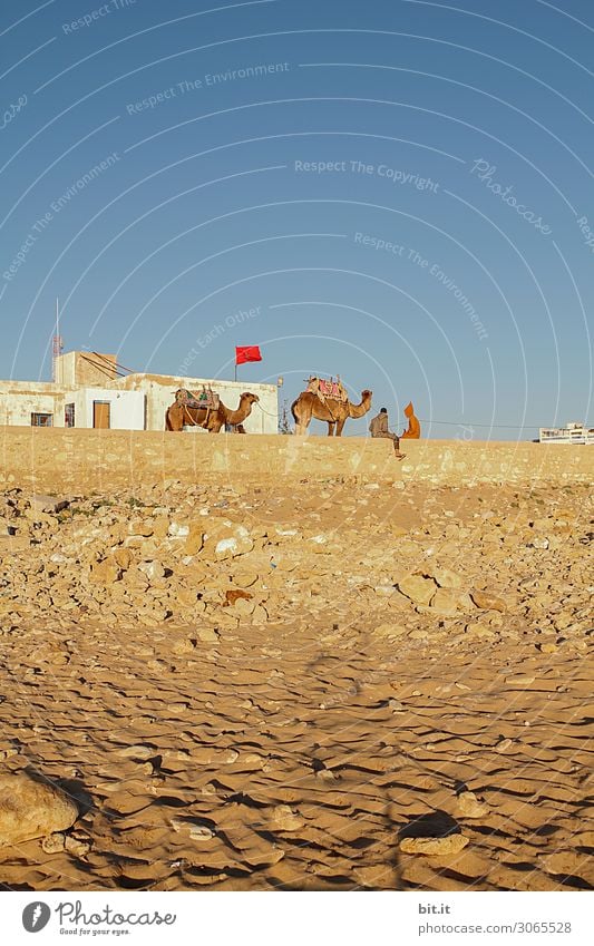 Camels and Bedouins on the beach of Sidi Kaouki, Morocco. Ride Vacation & Travel Tourism Trip Adventure Far-off places Freedom Expedition Summer Sun Beach