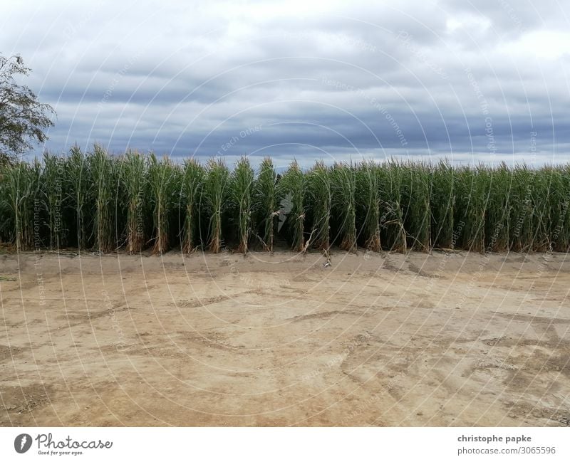 maize field Landscape Sky Clouds Plant Agricultural crop Nature Maize field Agriculture Field Colour photo Exterior shot Deserted Copy Space top