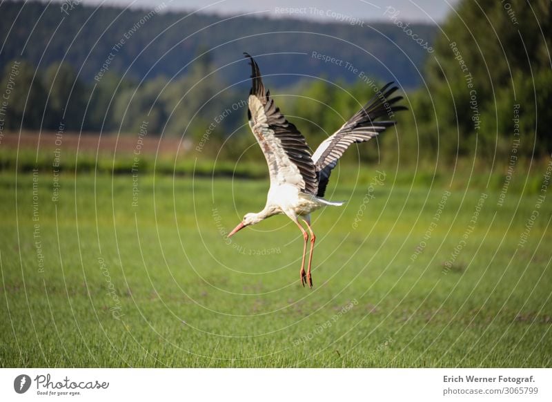 White stork approaching Stork White Stork Bird Wild animal Nature Colour photo Wild bird