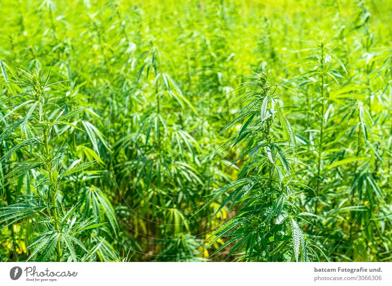 Hemp Field Cannabis Field Environment Sun Beautiful weather Yellow Green Addiction Cannabis leaf Intoxicant Drug addiction Bans Colour photo Exterior shot