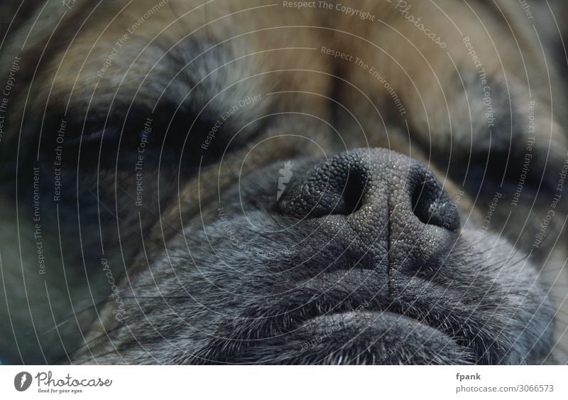 snoring nose Pet Dog Animal face Pug Crossbreed 1 Sleep Indifferent Nose Snout Pelt Hair dog's nose Colour photo Exterior shot Close-up Day Shadow Blur