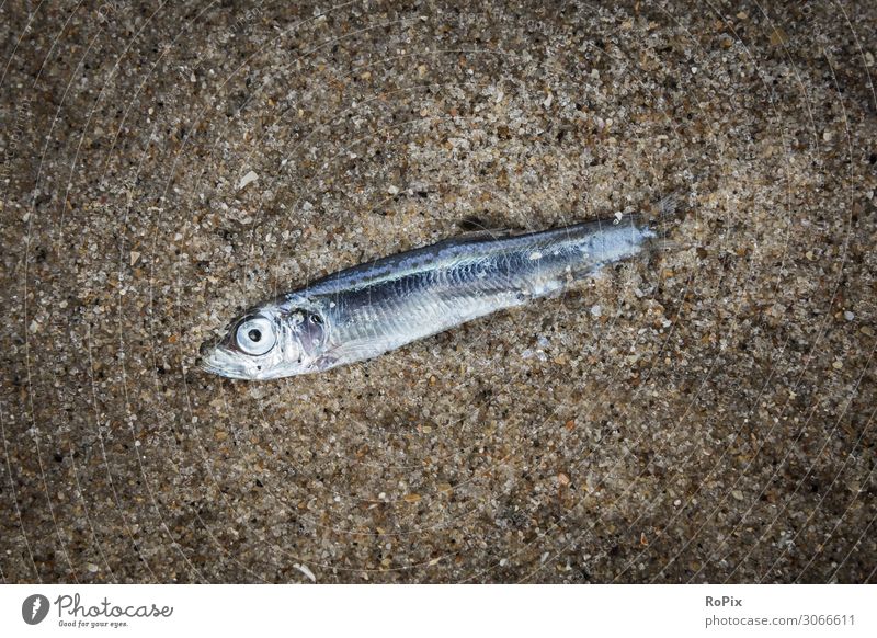 Dead fish on the beach. Fish Design Healthy Harmonious Well-being Relaxation Leisure and hobbies Fishing (Angle) Vacation & Travel Tourism Trip Sightseeing