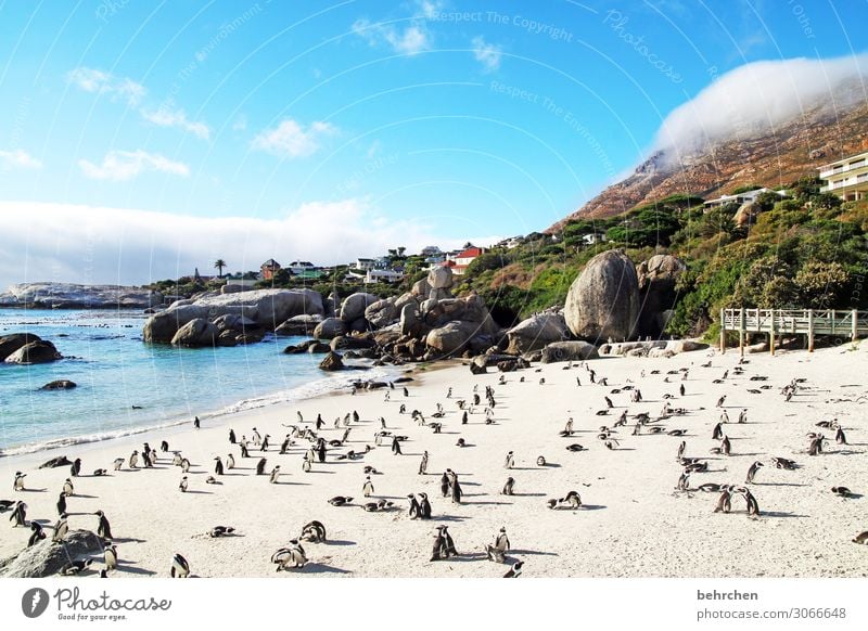 Monday meeting Vacation & Travel Tourism Trip Adventure Far-off places Freedom Nature Landscape Sky Clouds Rock Mountain Waves Coast Beach Ocean Wild animal