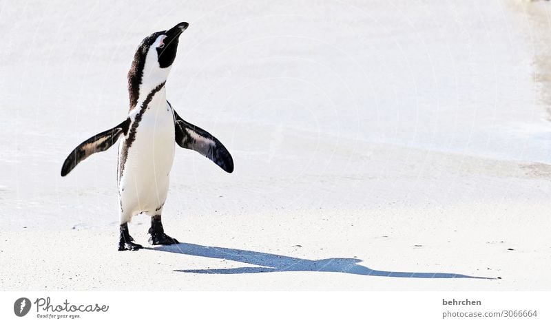 When I grow up, I'll be bigger than my shadow. Vacation & Travel Tourism Trip Adventure Far-off places Freedom Coast Waves Water Nature Beach Ocean Wild animal