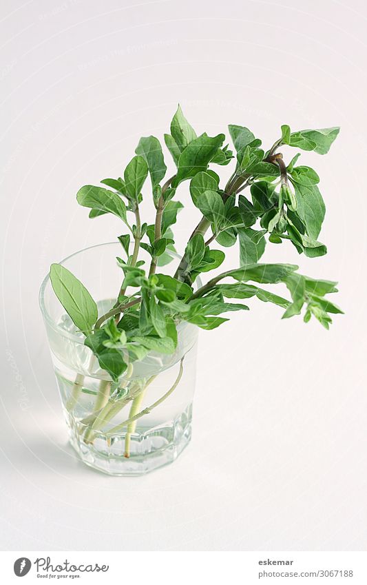 marjoram Food Herbs and spices Marjoram Medicinal plant Italian Food Glass Delicious Green Still Life Vegan diet Colour photo Interior shot Deserted