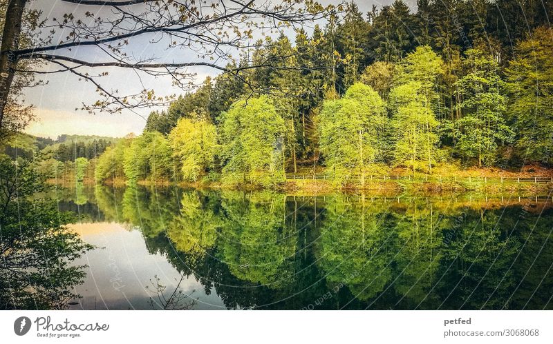 Dam idyll IV Nature Water Spring Tree Forest Reservoir Wet Brown Yellow Green Orange Loneliness Relaxation Leisure and hobbies Idyll River dam Colour photo