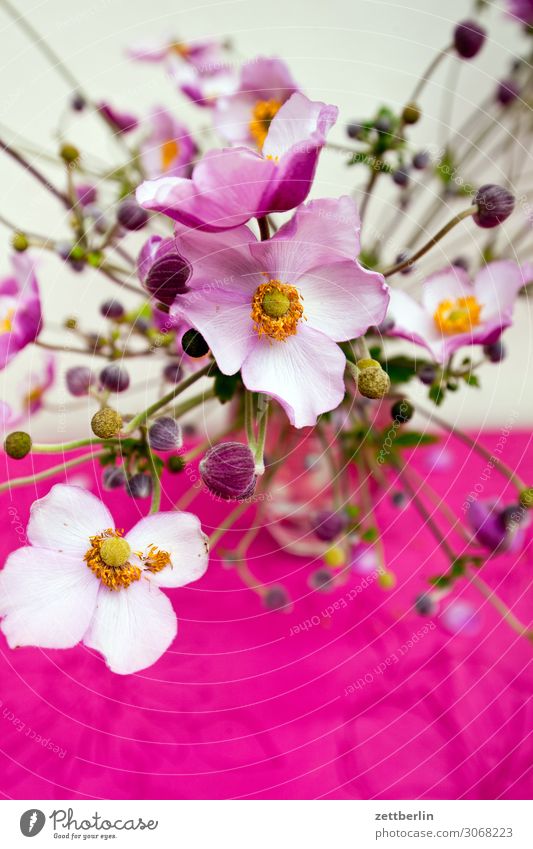 autumn anemones Flower Blossoming Garden Deserted Copy Space Chinese Anemone Wood anemone Poppy anenome Crowfoot plants Buttercup Bouquet Vase Flower vase