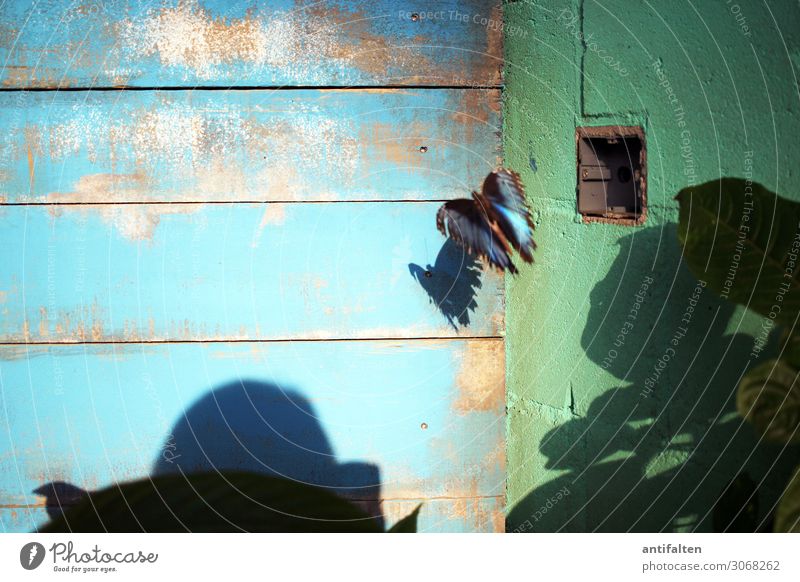 Sky butterfly Butterfly morphoid age Blue pretty Grand piano Colour photo Deserted Close-up blurriness Animal portrait Exotic Interior shot 1 Exceptional