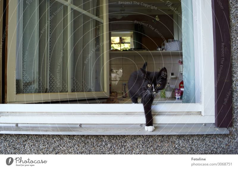 What's going on out there? House (Residential Structure) Detached house Building Window Animal Pet Cat Pelt 1 Baby animal Brash Free Curiosity Cute Black White