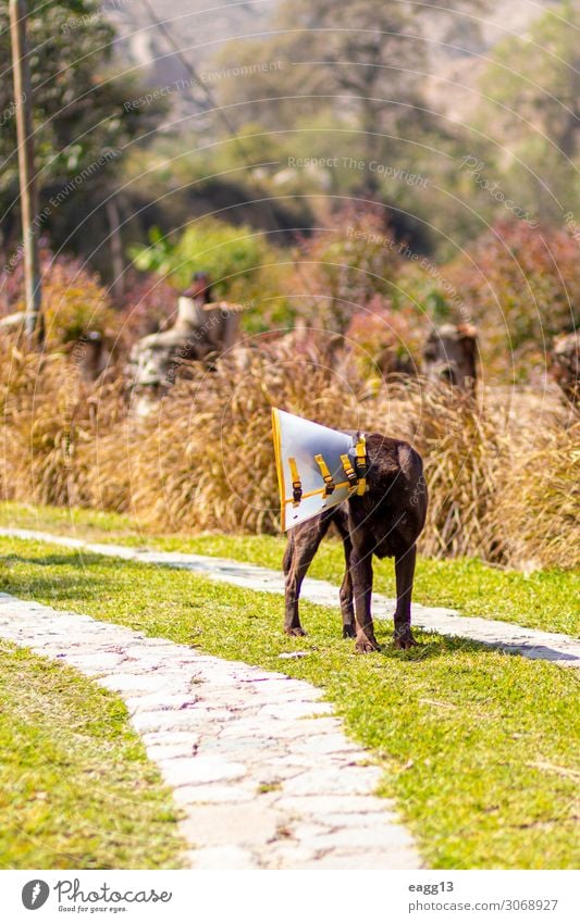 Labrador retriever brown color with Elizabethan collar Happy Face Friendship Nature Landscape Animal Autumn Grass Garden Forest Pet Dog 1 Sit Funny Cute Brown