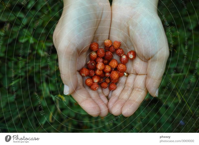 red-green Summer Wild plant Forest Beautiful Small Red Adventure Colour photo Bird's-eye view