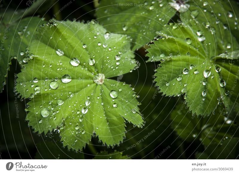 repelling Nature Plant Leaf Alchemilla vulgaris Exceptional Green Innovative Hydrophobic Dismissive Pearl Drop Drops of water Rain Science & Research