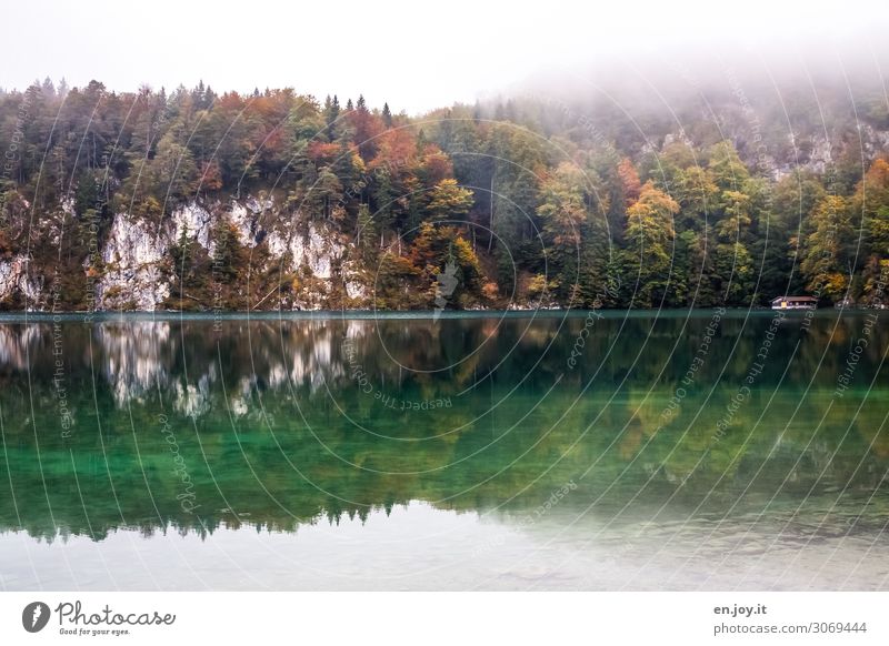 Nebulous on Alpsee. Vacation & Travel Trip Nature Landscape Autumn Fog Forest Rock Lake alpine lake Green Turquoise Sadness Concern Grief Idyll Tourism