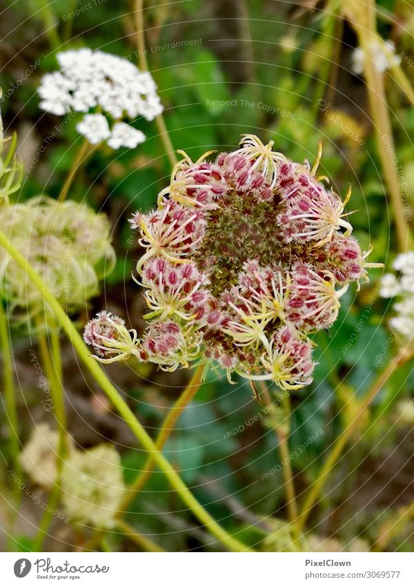 blossom Vacation & Travel Tourism Summer vacation Nature Plant Flower Blossom Foliage plant Garden Park Meadow Field Blossoming Growth Beautiful Green Moody