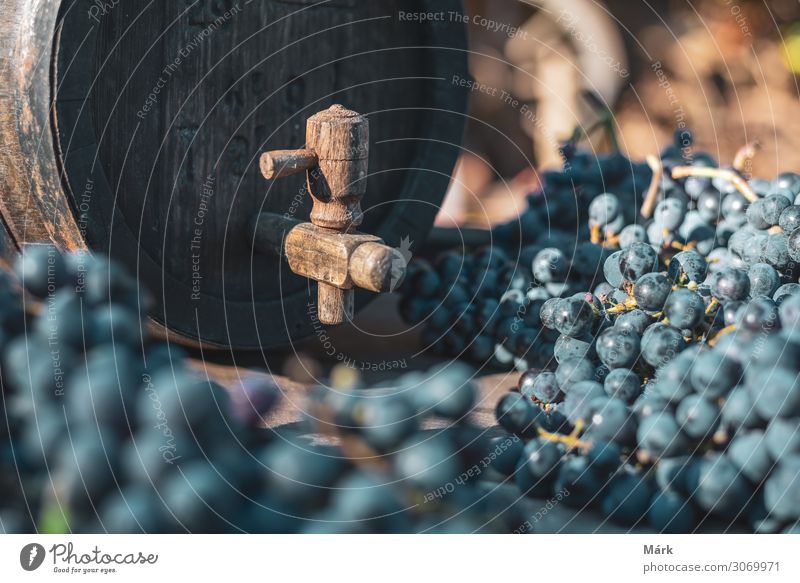 Wine barrel with blue Cabernet Franc grapes on harvest season in Hungary Winery bottled Harvest Beverage Oak barrel Agriculture Vine Food Alcoholic drinks