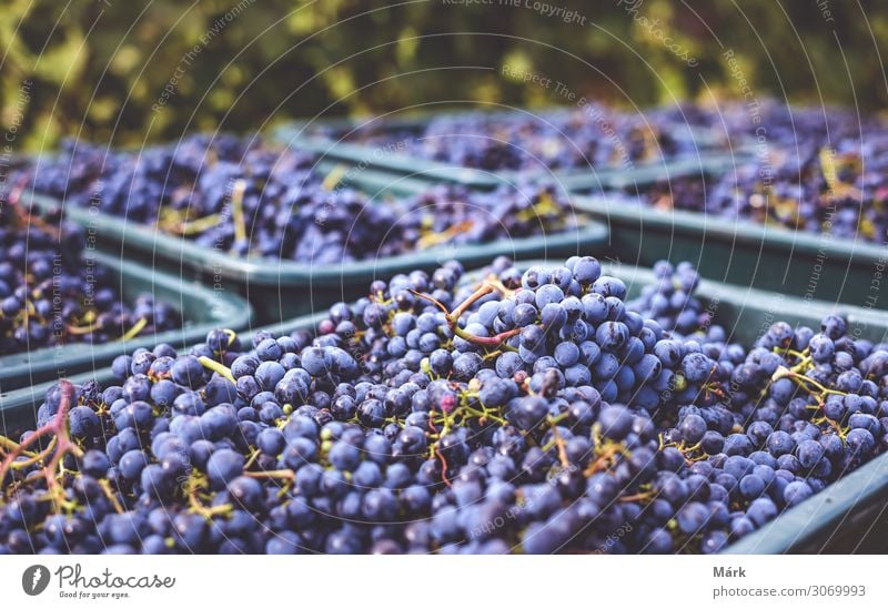 Blue Cabernet Franc vine grapes. Grapes for making wine. Detailed view of a grape vines in a vineyard in autumn, Hungary. Vineyard Fruit Winery Harvest