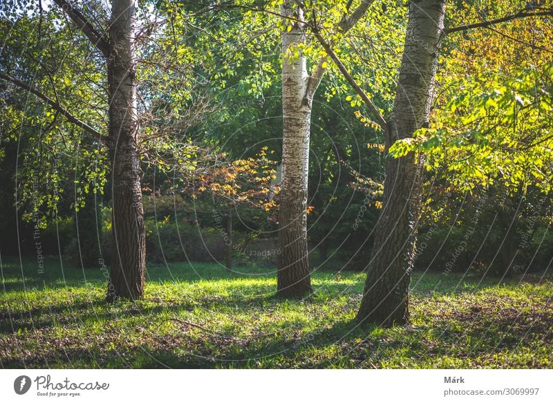 Autumn trees in the garden with sunlight / Pannonhalma Arboretum, Hungary Garden Trees holiday Forest travel Nature Landscape Vacation & Travel Seasons