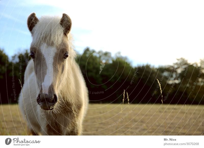 acatenangö Ride Nature Meadow Field Animal Farm animal Horse 1 Brown Pasture Pony Blonde Mane Wild Animal portrait Animal face Stand Wait Observe Horse's head