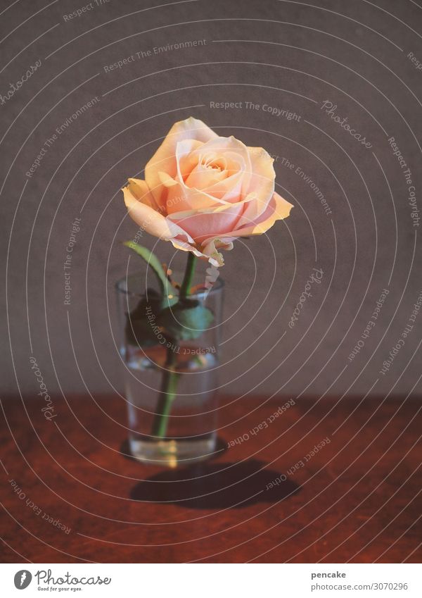 la vie en roses Flower Sign Esthetic Authentic Beautiful Cliche Feminine Orange Pink Life Rose Stage lighting Inner strength Room Tumbler Colour photo