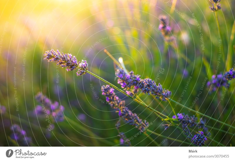 Lavender bushes closeup on sunset. Sunset gleam over purple flowers of lavender. Bushes on the center of picture and sun light on the top left. lavander