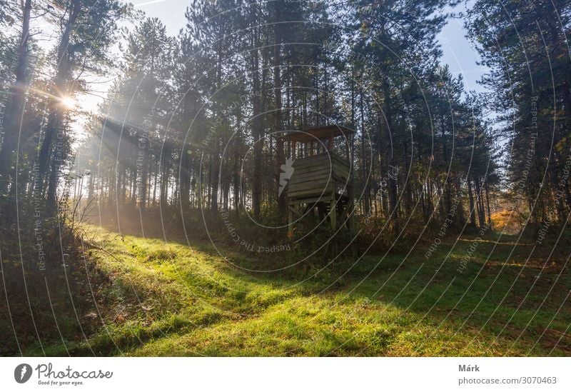 Sunshine in the forest. Autumn morning lights through the trees in the forest, Hungary Forest Morning Sunrise Landscape Tourism Adventure Fog Forestry travel