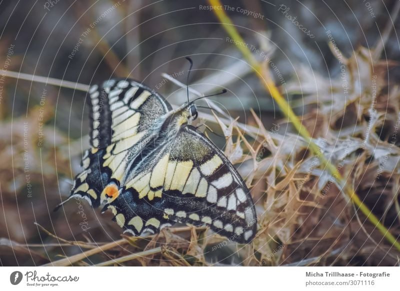 Swallowtail on a dried meadow Environment Nature Animal Sunlight Plant Grass Meadow Wild animal Butterfly Animal face Wing Feeler Head Eyes 1 Sit Faded