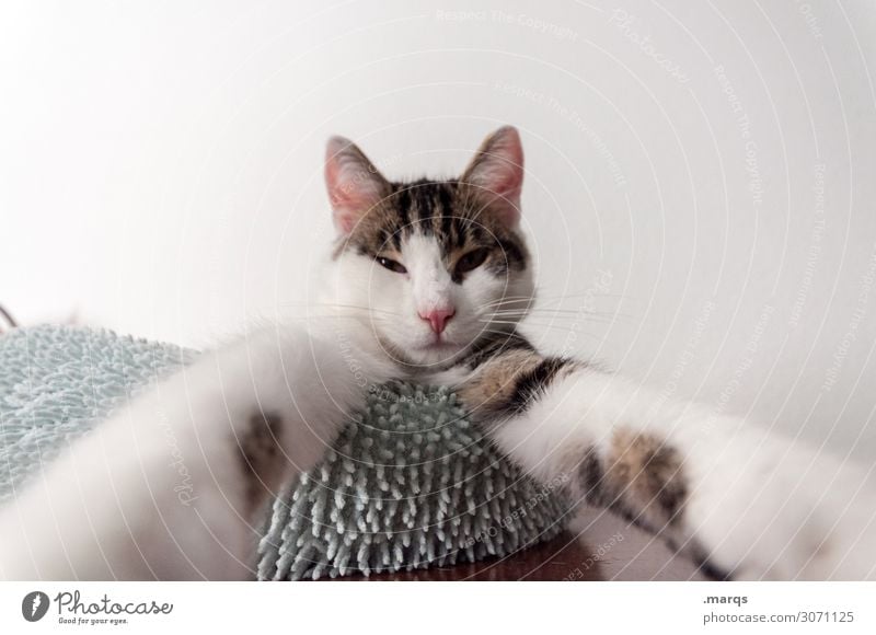 selfie Animal Pet Cat 1 Exceptional Funny Fatigue Whimsical Selfie Colour photo Interior shot Copy Space left Copy Space right Copy Space top Isolated Image