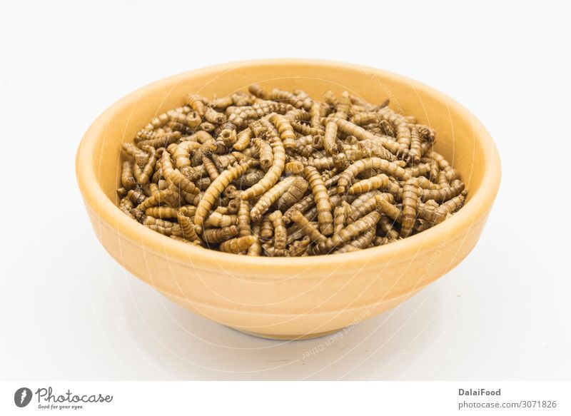 mealworms crustaceans tenebrio molitor isolated Bowl Body Nature Animal Worm Packaging Freeze Disgust Fresh Creepy Natural Brown Yellow Black White background