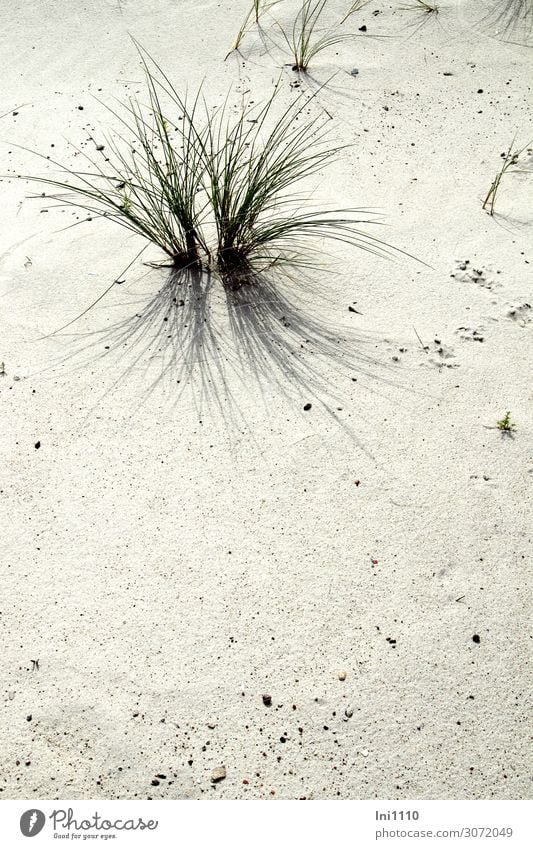 marram grass Nature Landscape Plant Sand Summer Beautiful weather Grass Foliage plant Wild plant Coast Beach North Sea Brown Green Black White Shadow play