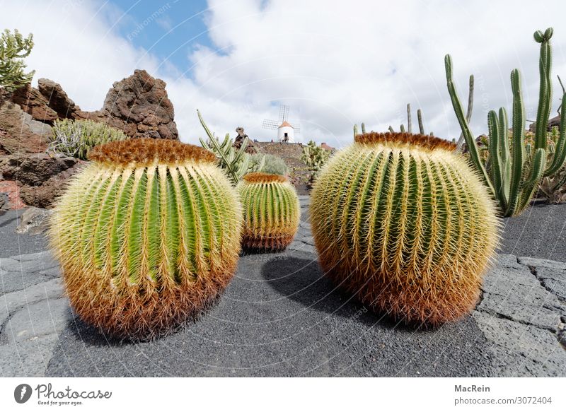 cactus Environment Nature Landscape Plant Cactus Esthetic Environmental protection Prickly bush Thorn Lava Lanzarote Deserted Windmill Round Green Colour photo