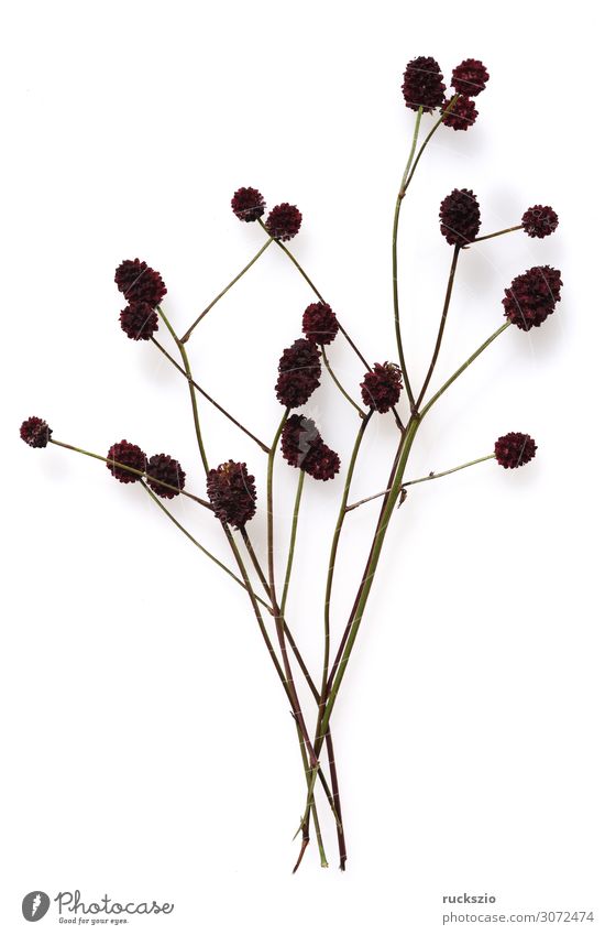 Big, Meadow Button, Bibernilla, Sanguisorba, major Herbs and spices Alternative medicine Medication Nature Plant Wild plant Large Burnet beaver nella