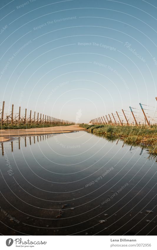 Palatinate Vineyards #1 To go for a walk Vacation & Travel Far-off places Cycling tour Summer Hiking Nature Landscape Sky Cloudless sky Horizon Sunlight