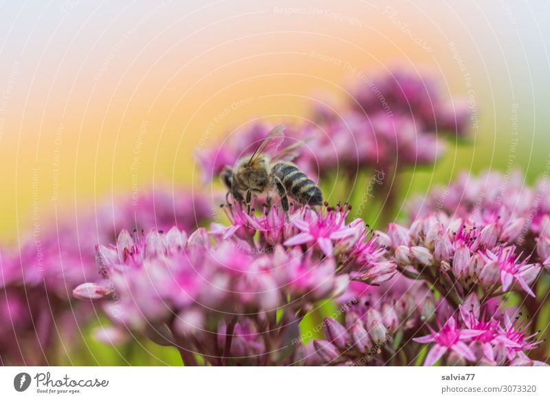 Sedum flower starlet Environment Nature Summer Plant Flower Blossom Succulent plants Garden Animal Farm animal Bee Honey bee Insect 1 Blossoming Fragrance