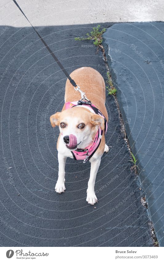 Walking the Dog Summer Feasts & Celebrations Workplace Office Animal Florida USA North America Pelt Pet 1 Leash Concrete Friendliness Beautiful Cuddly Brown