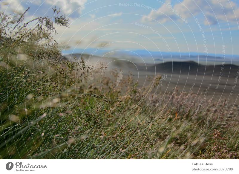 In the highlands of Iceland Environment Nature Landscape Plant Animal Sunlight Summer Beautiful weather Flower Grass Bushes Meadow Volcano Desert Infinity Blue